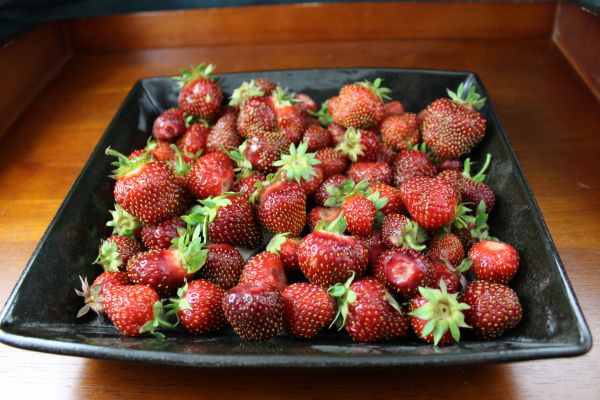 Fraises biologiques 3 litre- Vallée des Prairies