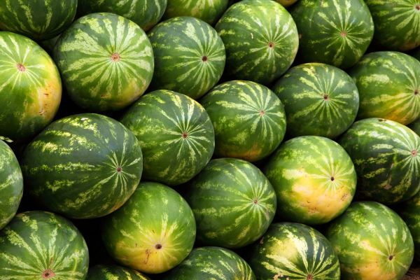 Melon d'eau bio environ 6 lbs - Ferme Manche de Pelle 