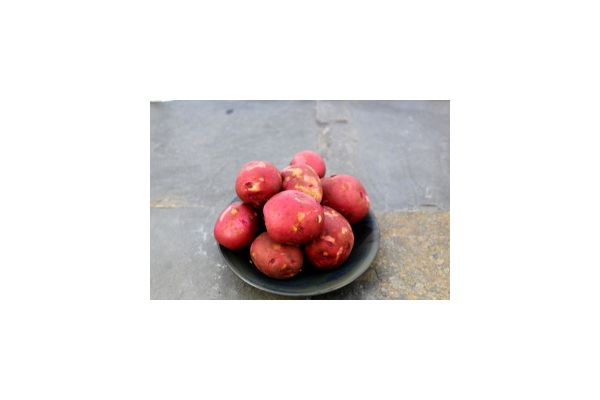 Pommes de terre grelots rouge 1 lb - Jardins Lauzeraie 