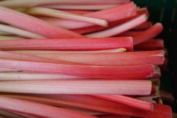 Rhubarbe bio 2 à 3 bâtons La Ferme des Pensées Sauvages