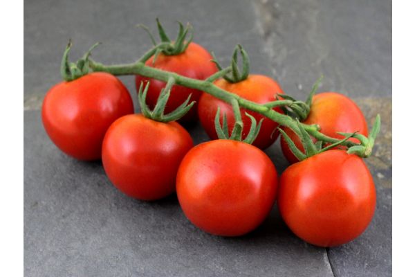 Tomates grappes biologique Serres Naturo 