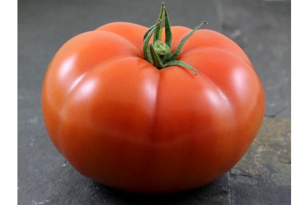 Tomates anciennes bio 1lb Ferme Manche de Pelle 