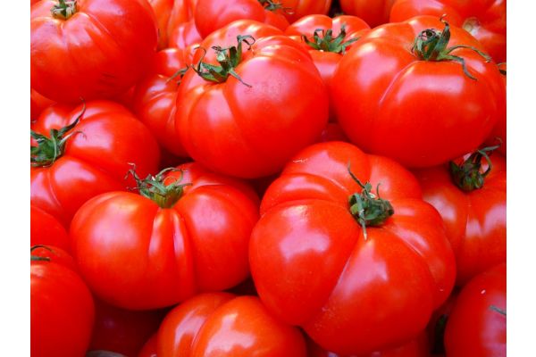 Tomates à conserves bio Serres Naturo 20 livres 