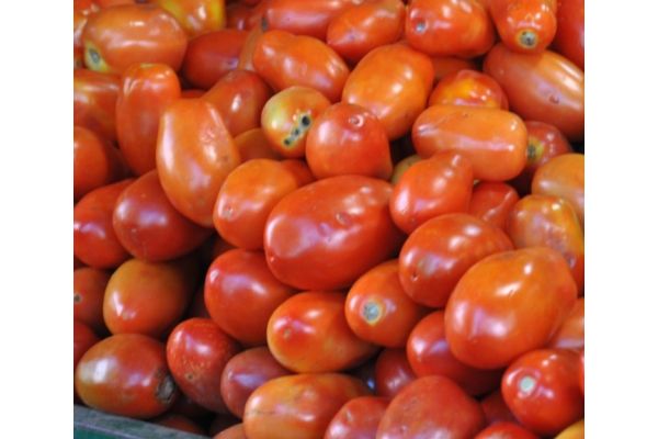 Tomates italiennes bio 2lbs Serres Naturo 